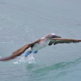 Galapagos - Isabela - Blue-footed booby